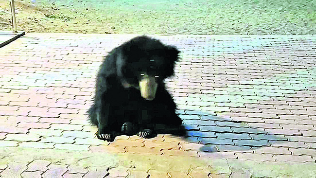 భలే భల్లూకం1