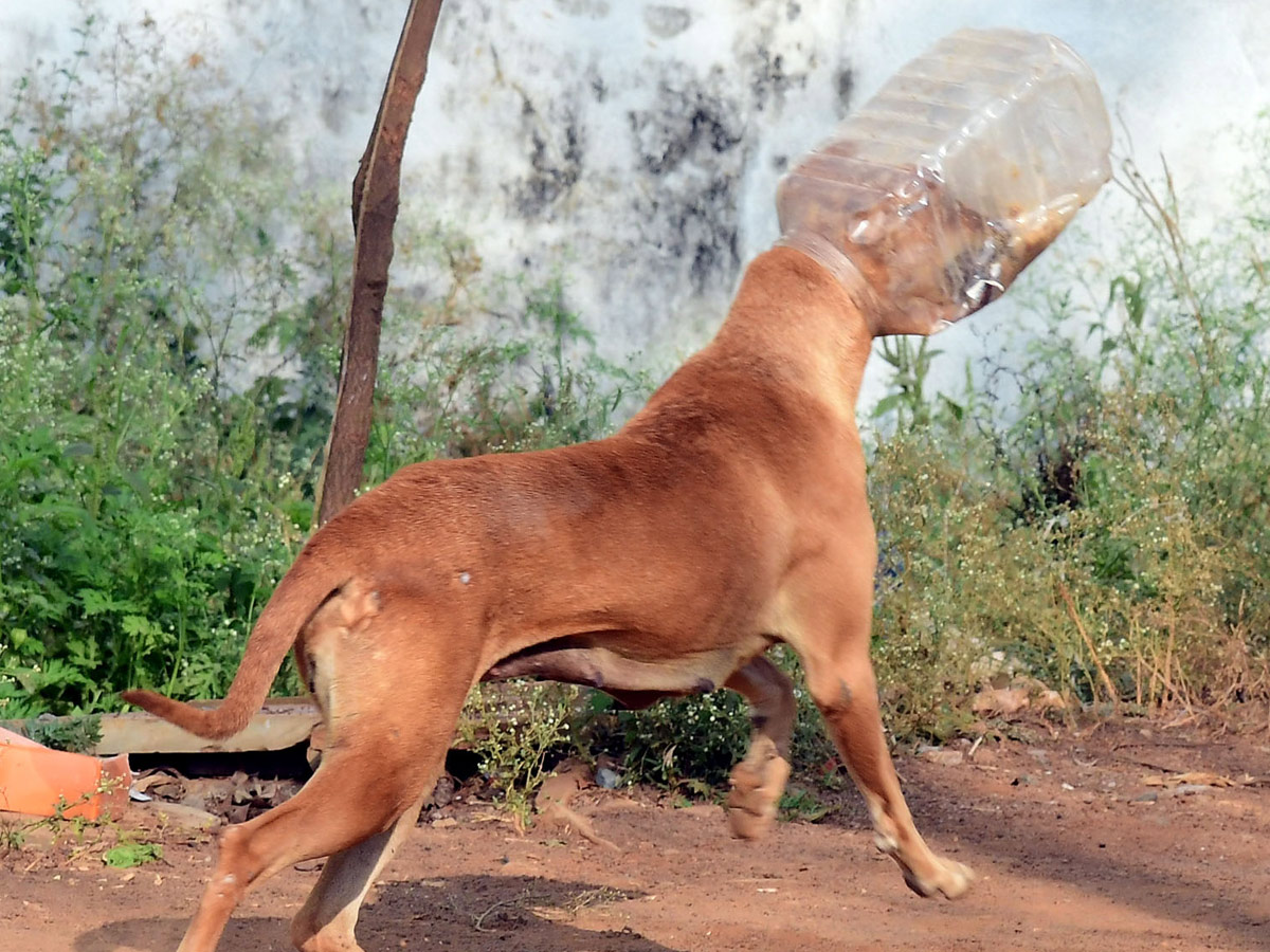 Best Photos of The Week in AP and Telangana Photo Gallery11