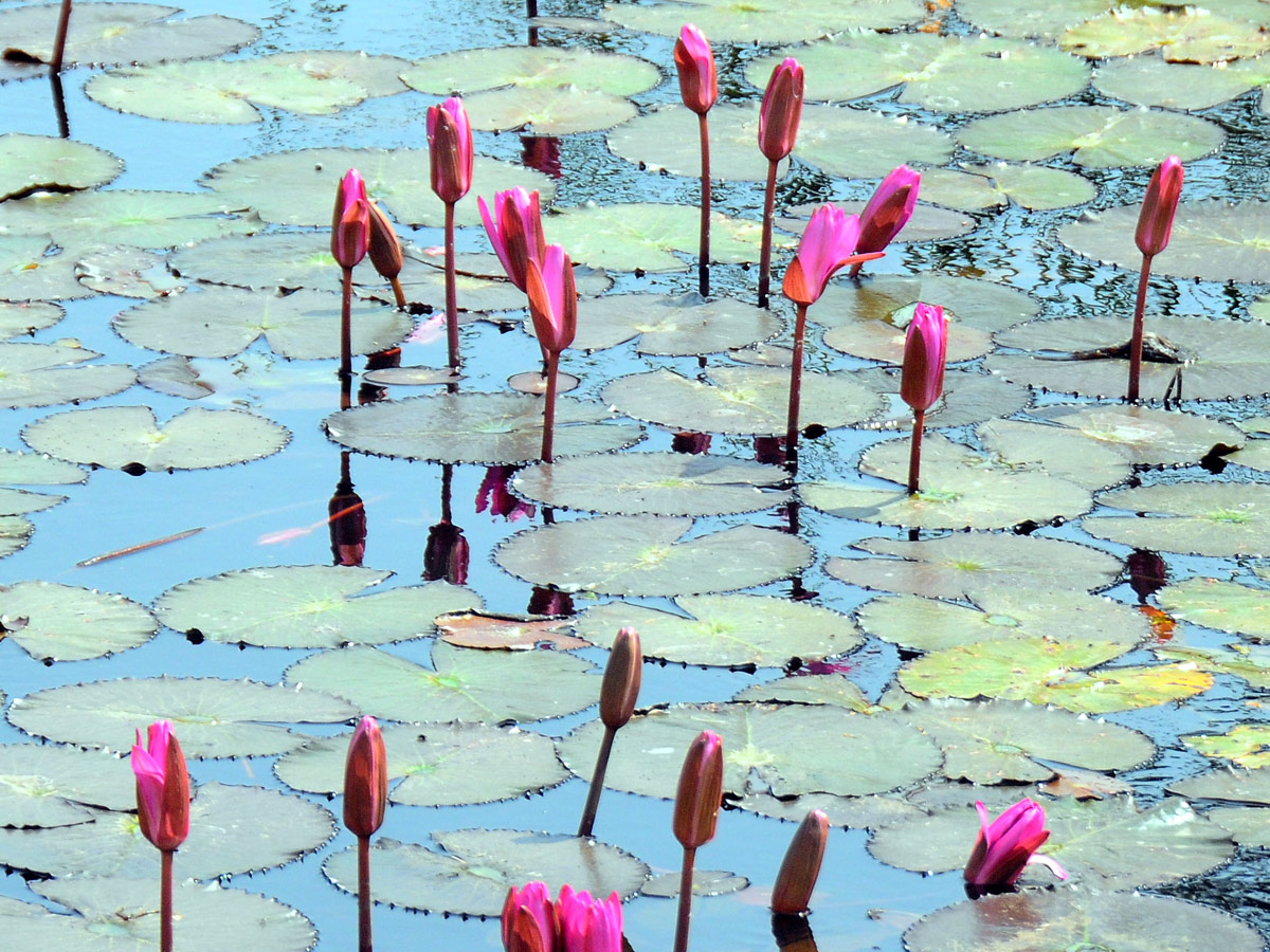 Best Photos of The Week in AP and Telangana Photo Gallery6