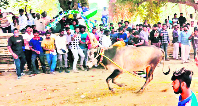 కోడెగిత్తల జోరు –యువత హుషారు 
1