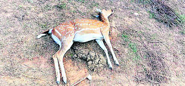 కుక్కల దాడిలో జింకపిల్ల మృతి 1