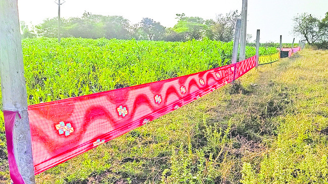 అడవి పందుల బీభత్సం 1