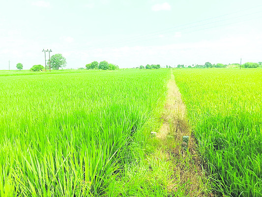 వరదకాలువ.. వరప్రదాయిని1