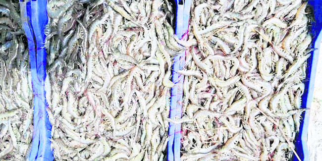 ఆక్వా ఆశలపై నీళ్లు చల్లి.. 1