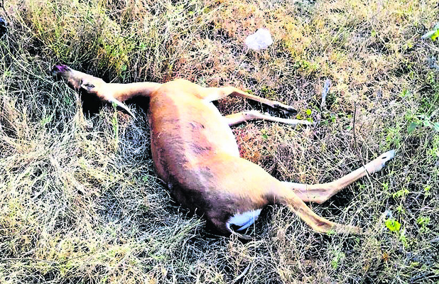 వాహనం ఢీకొని జింక మృతి1