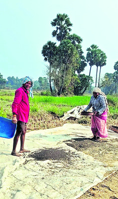 జిల్లాలో సాగైన పెసర పంట విస్తీర్ణం  17, 678 హెక్టార్లు 1