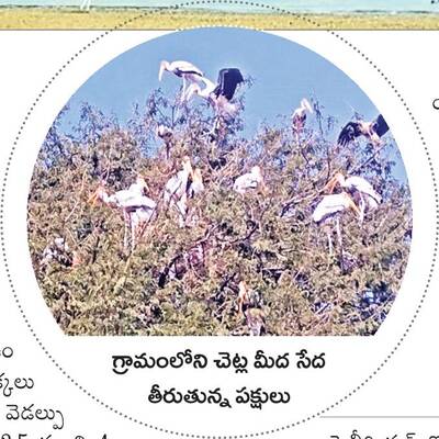 విదేశాల నుంచి వీరాపురానికి.. 1