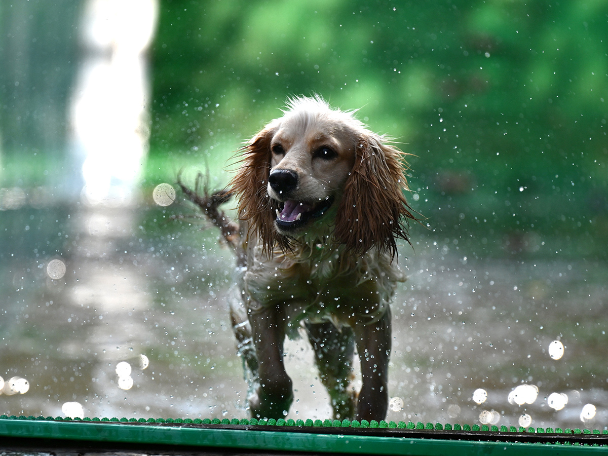  25th Batch Sniffer Dogs Squad Passing Out Parade Photos12