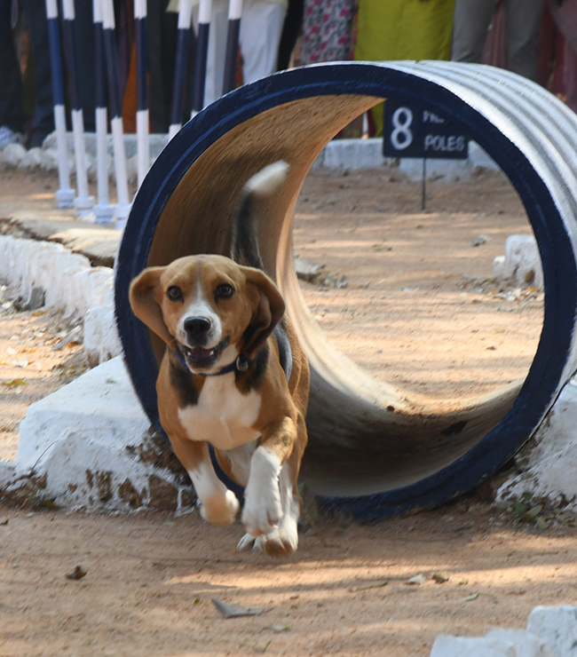  25th Batch Sniffer Dogs Squad Passing Out Parade Photos15