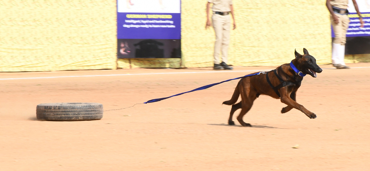  25th Batch Sniffer Dogs Squad Passing Out Parade Photos20