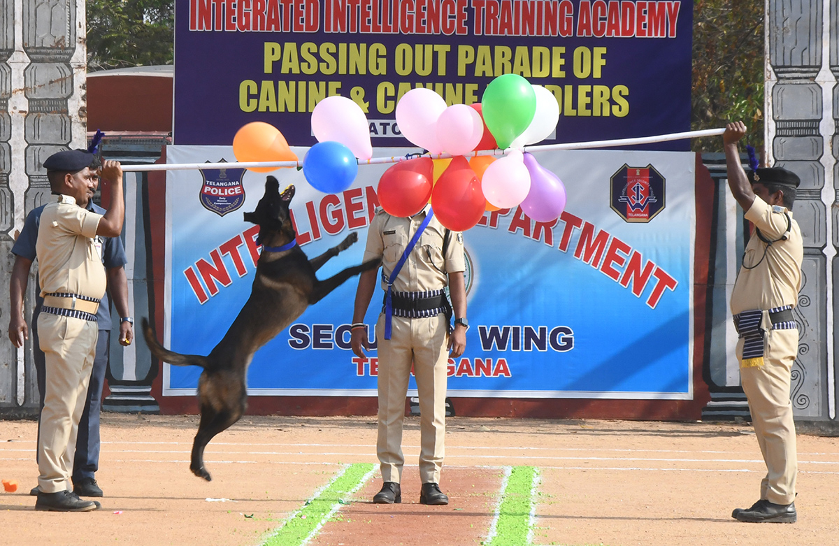  25th Batch Sniffer Dogs Squad Passing Out Parade Photos23