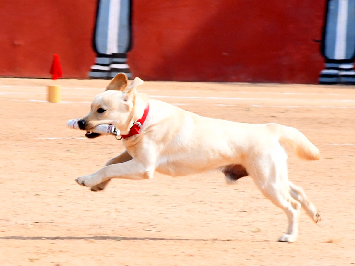  25th Batch Sniffer Dogs Squad Passing Out Parade Photos28