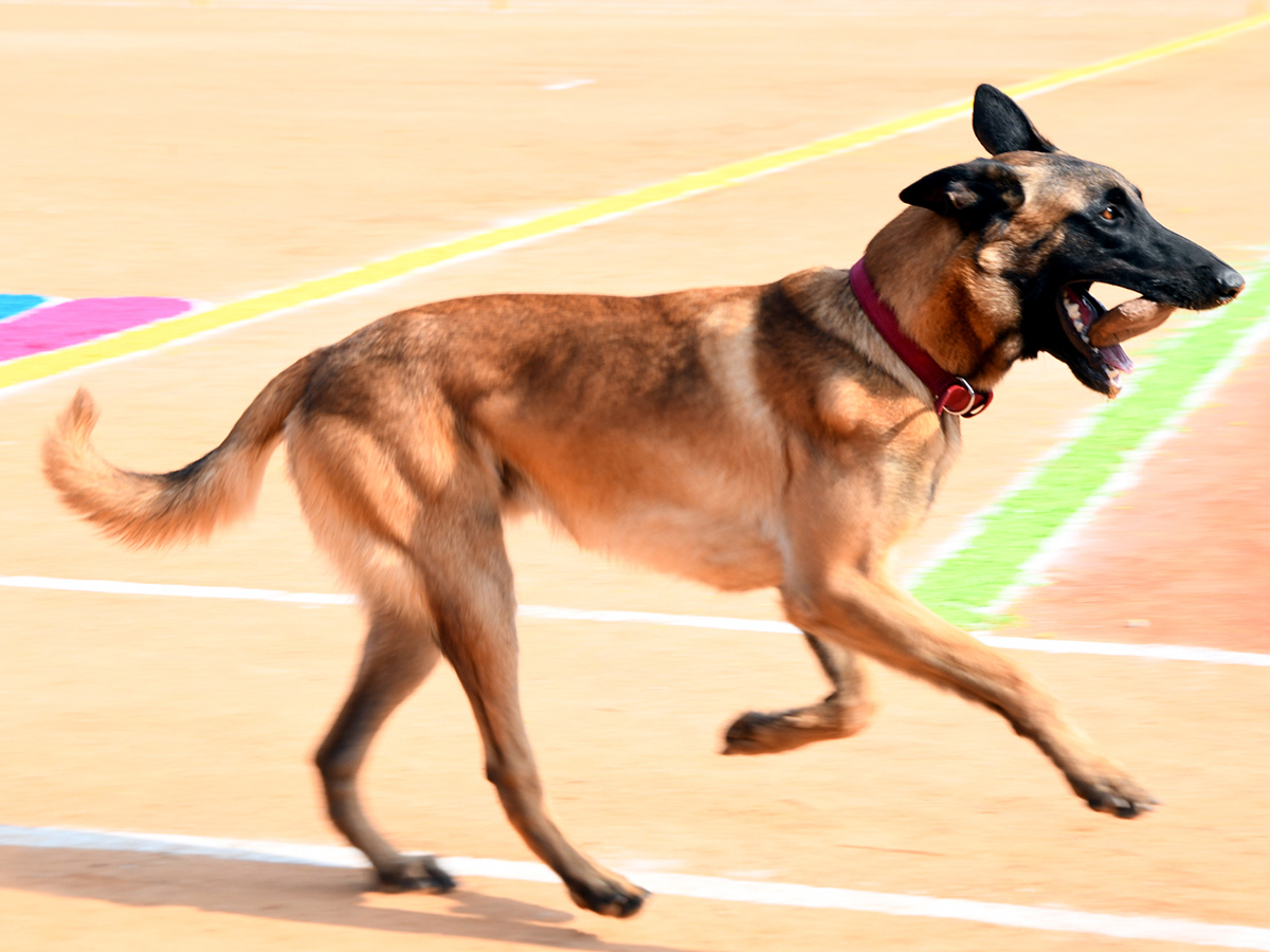  25th Batch Sniffer Dogs Squad Passing Out Parade Photos29
