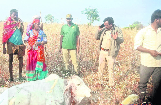 గంజాయి పట్టివేత: నిందితుడి అరెస్ట్‌ 
1