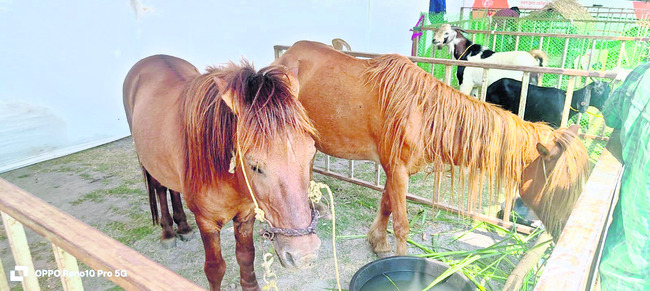 మత్స్య, పశుసంపద మేళా ప్రారంభం 1