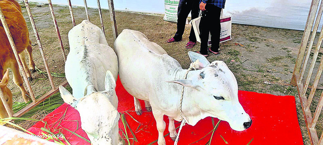 మత్స్య, పశుసంపద మేళా ప్రారంభం 2