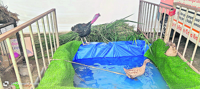 మత్స్య, పశుసంపద మేళా ప్రారంభం 3