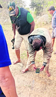 పెద్దపులి దాడిలో మూడు లేగ దూడల మృతి1