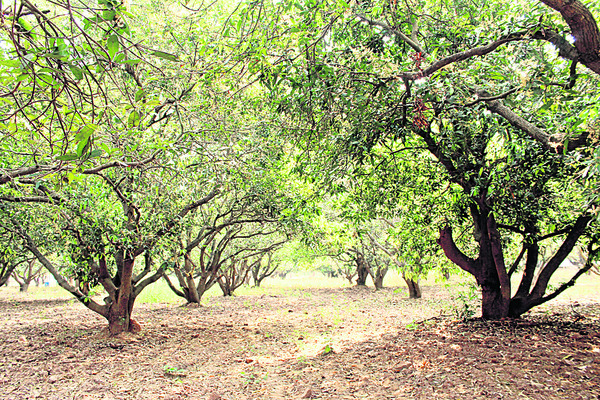 కష్టానికి ‘ఫలం’ దక్కేనా ?1
