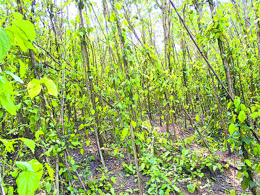 తెగుళ్ల తీగ సాగులేక..1