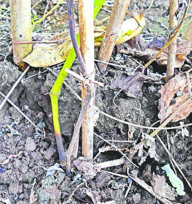 తెగుళ్ల తీగ సాగులేక..4