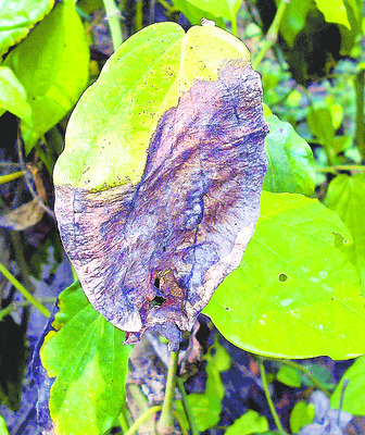 తెగుళ్ల తీగ సాగులేక..3