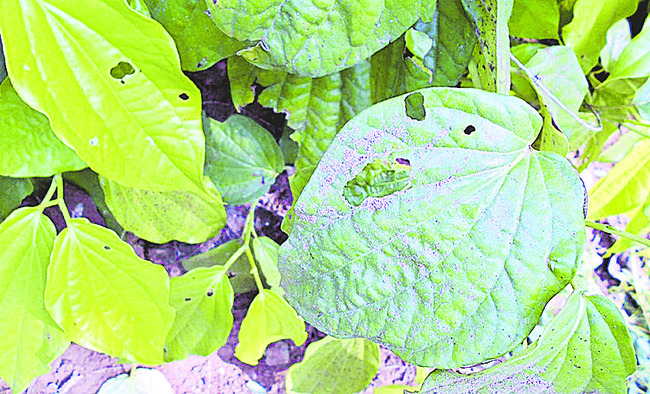 తెగుళ్ల తీగ సాగులేక..6