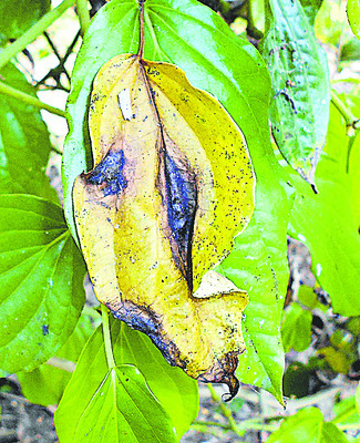 తెగుళ్ల తీగ సాగులేక..5