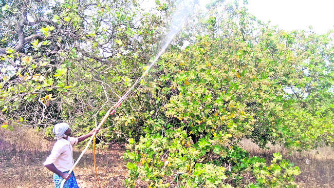 పూత పూసేనా..పిందె కట్టేనా!1