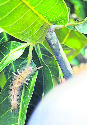 New type of caterpillars2