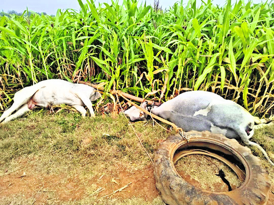 విద్యుదాఘాతంతో  కాడెడ్లు మృతి 1