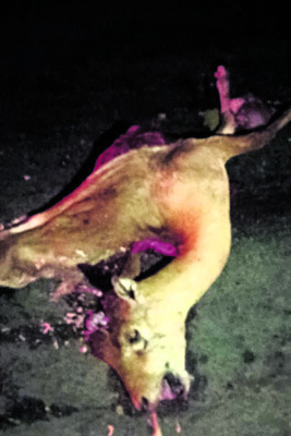 గర్తుతెలియని వాహనం ఢీకొని కృష్ణజింక మృతి 1