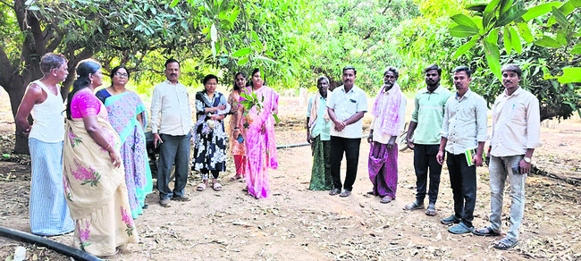 మామిడి తోటలను  పరిశీలించిన శాస్త్రవేతలు 
2