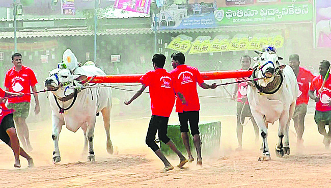 హోరాహోరీగా ఒంగోలు ఎడ్ల బలప్రదర్శన పోటీలు 1