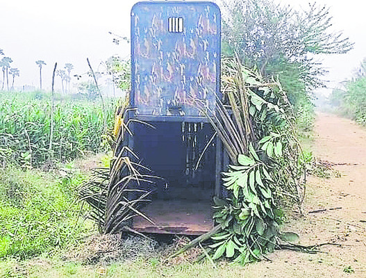 తిరుగుతూ.. పంజా విసురుతూ1