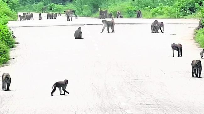 బెంబేలెత్తిస్తున్న వానరాలు, కుక్కలు 1