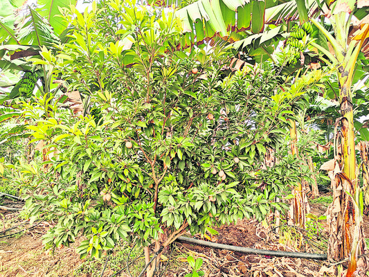 అరటి.. లాభాల్లో మేటి..! 1