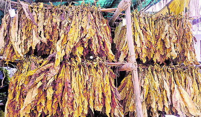 చిగురిస్తున్న ఆశలు1