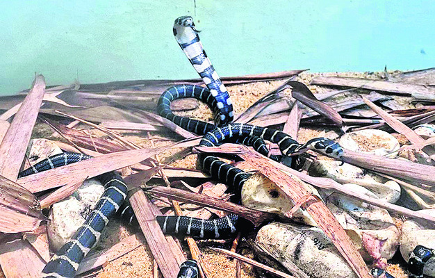 కింగ్‌ కోబ్రాలకు అవినీతి కాటు 1