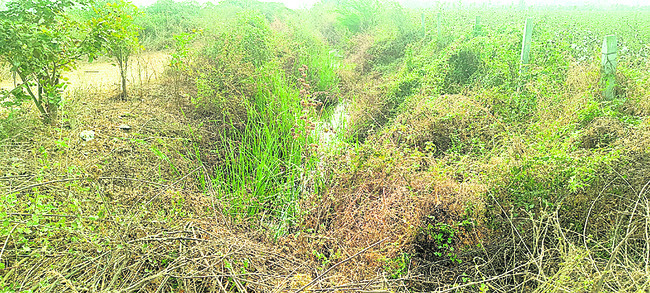 నీరు పారేదెలా.. 1