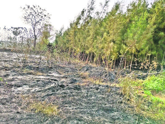 కొబ్బరి, సరుగుడు తోటలు దగ్ధం 1