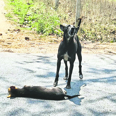 ‘భౌ’విలాపం3