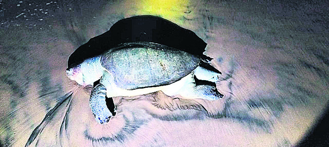 కూర్మానికెంత కర్మమో!2