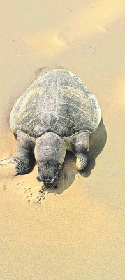 కూర్మానికెంత కర్మమో!1