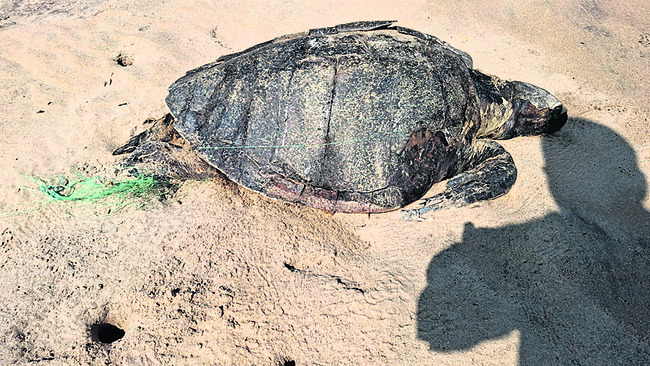 కూర్మానికెంత కర్మమో!4