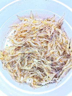 జలాశయాలకు రొయ్య పిల్లలు 1