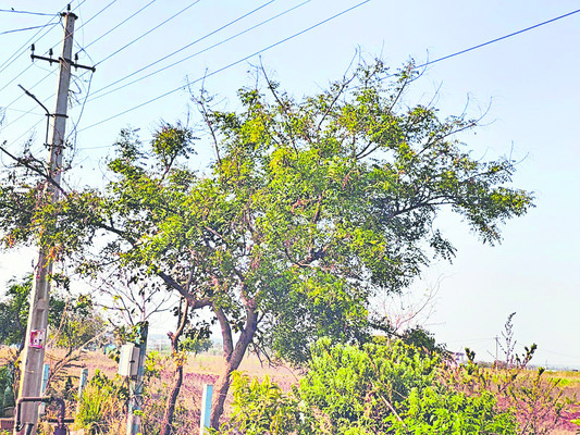 శనివారం శ్రీ 21 శ్రీ ఫిబ్రవరి శ్రీ 20261