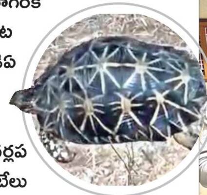 నల్లమలలో అరుదైన నక్షత్ర తాబేలు 1