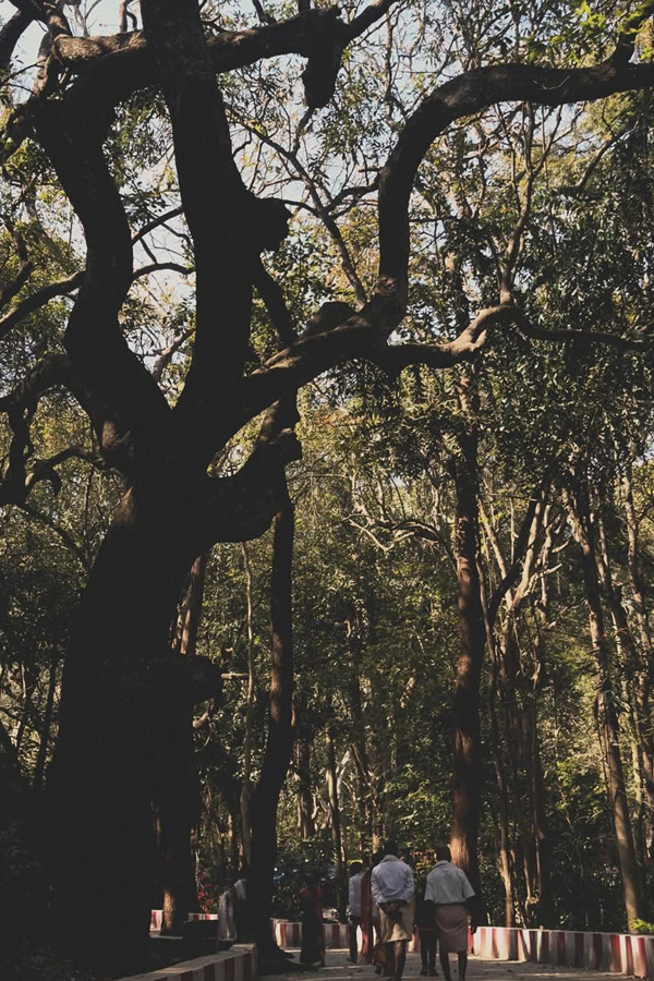 Tollywood Actress In Tirumala Srivari Temple Photos10