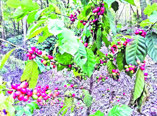 కాఫీ పెట్టండి.. సారూ! 3